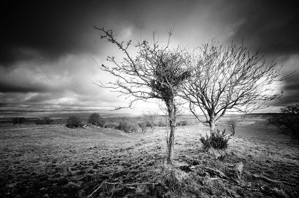 Black and white image of a wind twisted  hawthorn tree on a bleak moor, under dark skies.