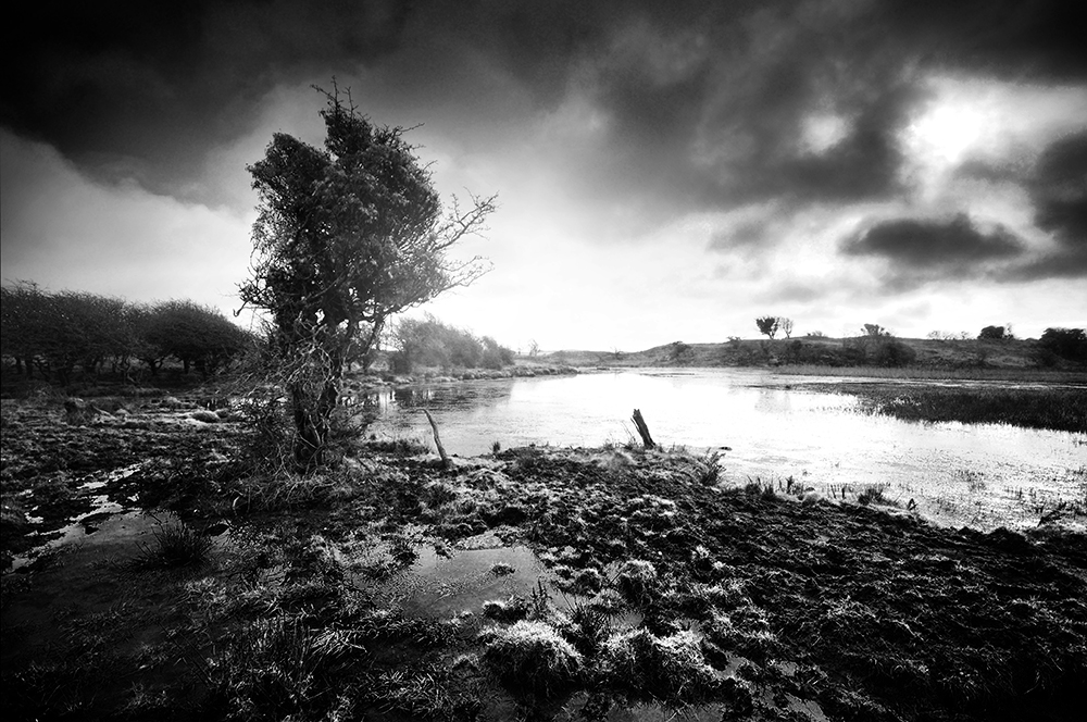 Black and white image of a wind twisted  hawthorn tree next to a lochan, under dark skies.