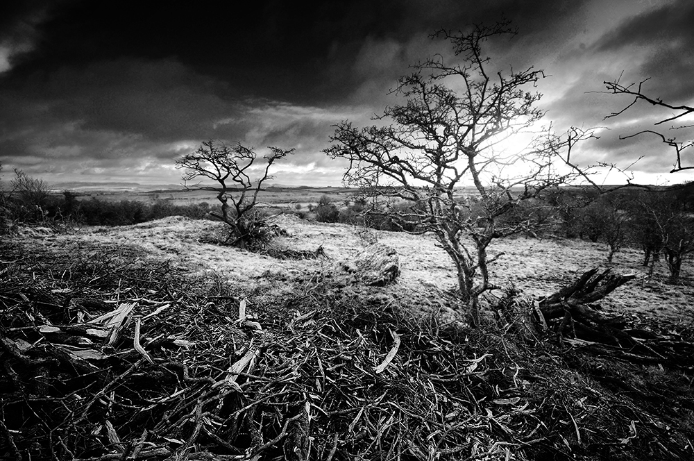 Black and white image of a smashed, fallen  hawthorn tree on a bleak moor, under dark skies.